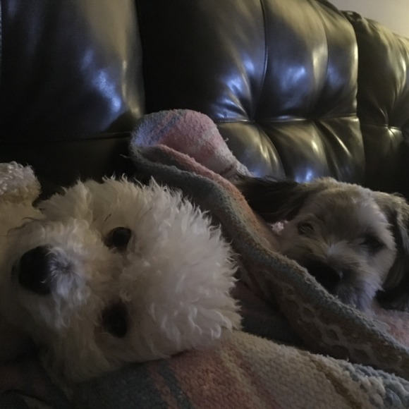 Meet your Posher, Robin - Picture 1 of 1